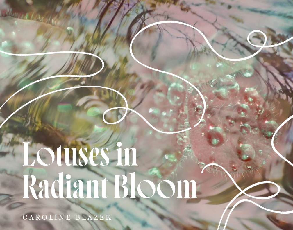 Lotuses In Radiant Bloom